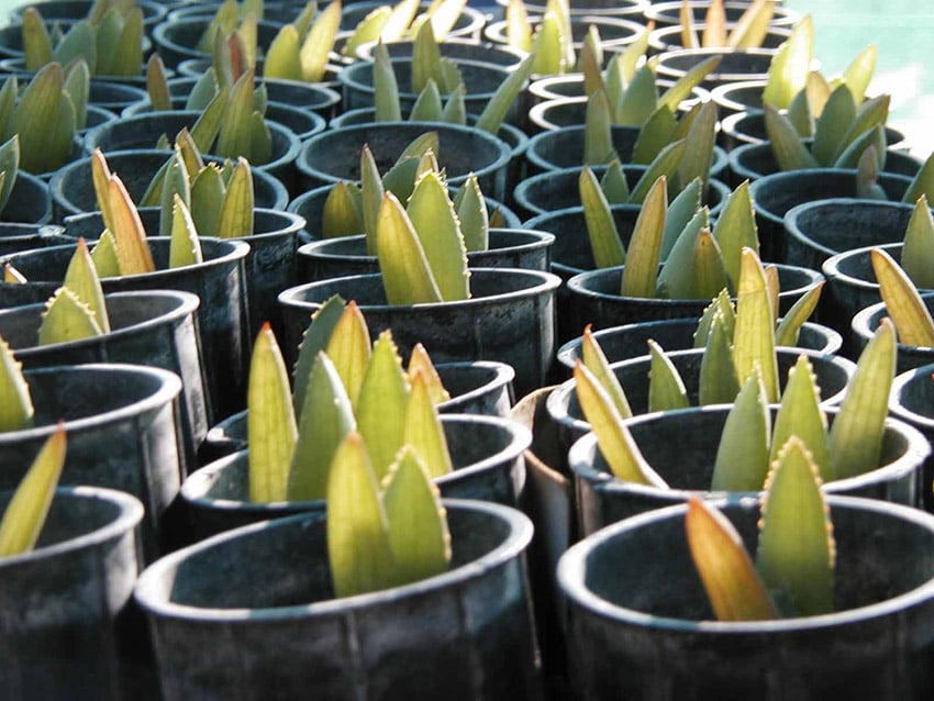 Small quiver trees in pots, Namibia