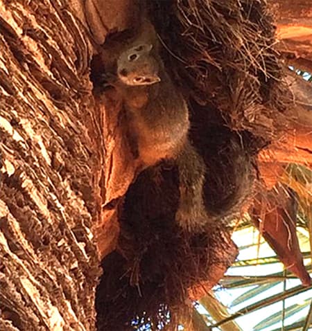 kal tree squirrel web small