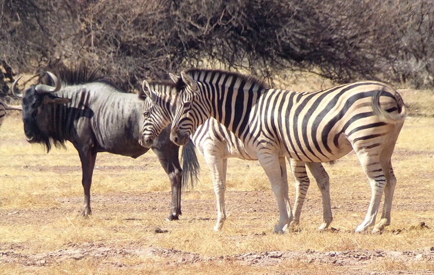 kal wildebeest zebra web