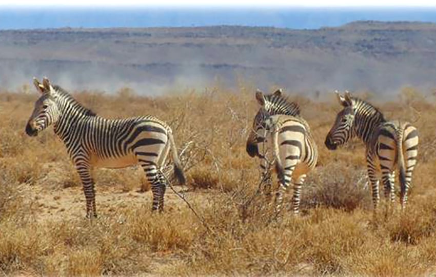 mountain zebra web