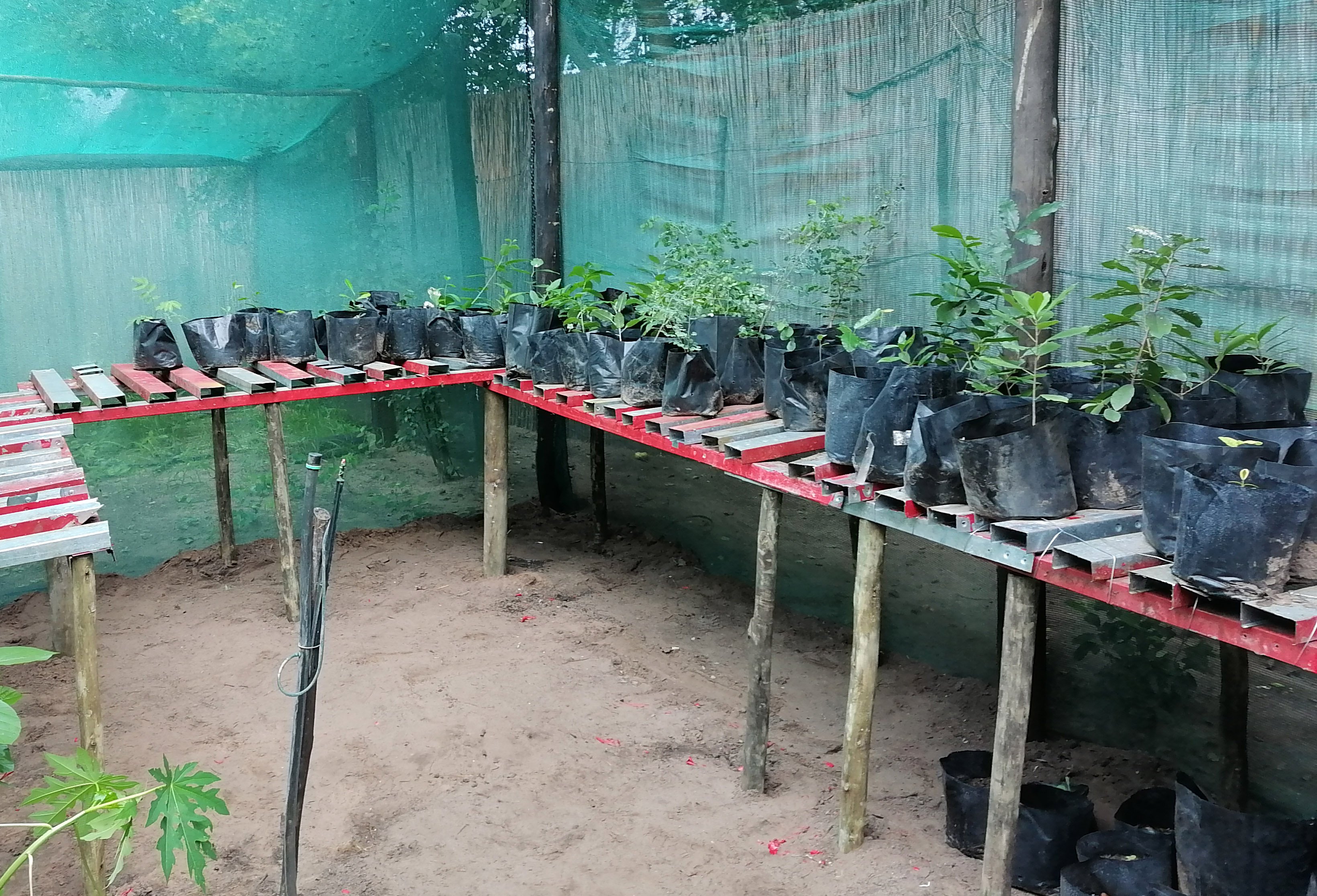 Tree nursery, Namushasha River Lodge