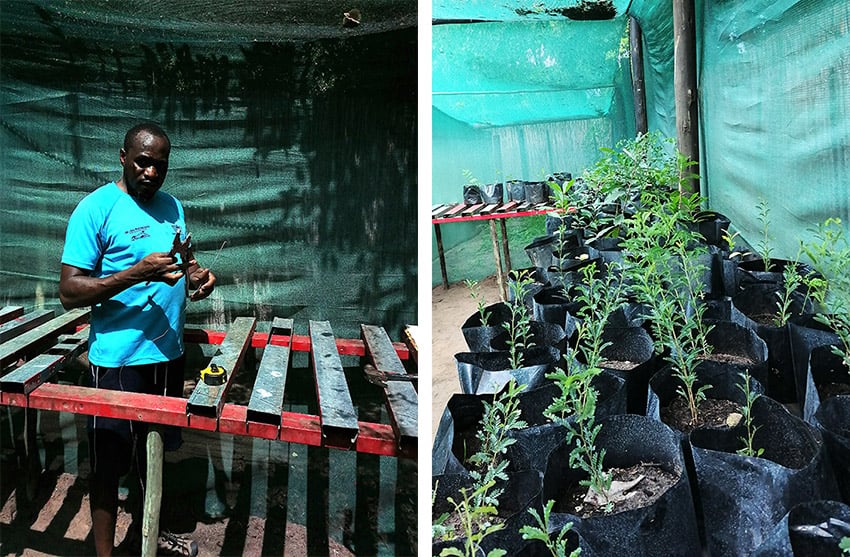 Tree nursery, Zambezi Region, Namibia