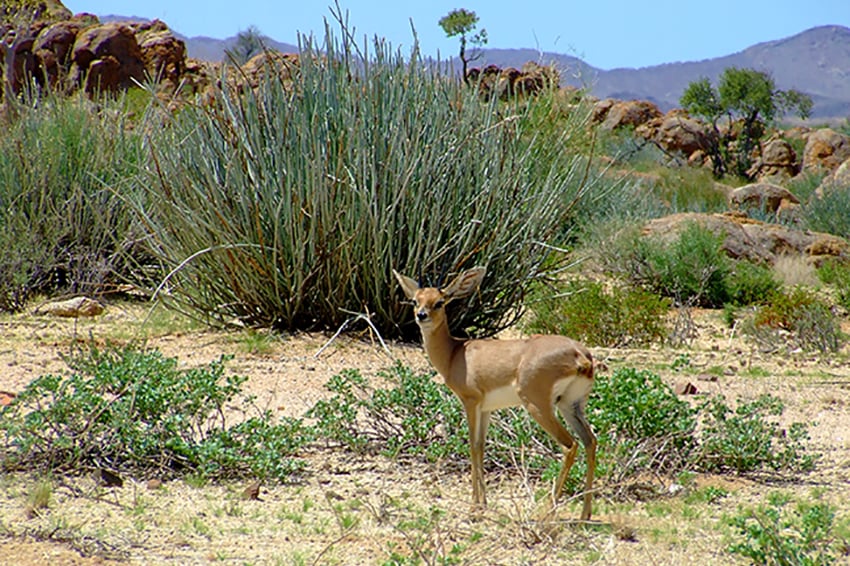 news_13-06-18 steenbok - rachel web