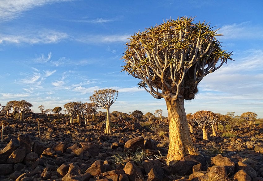 Quiver trees in southern Namibia
