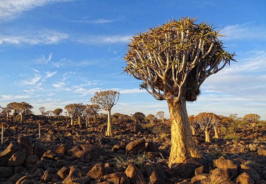 Köcherbäume in Südnamibia