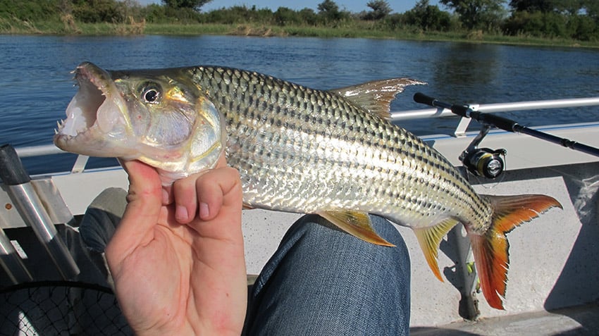 tigerfish web-1