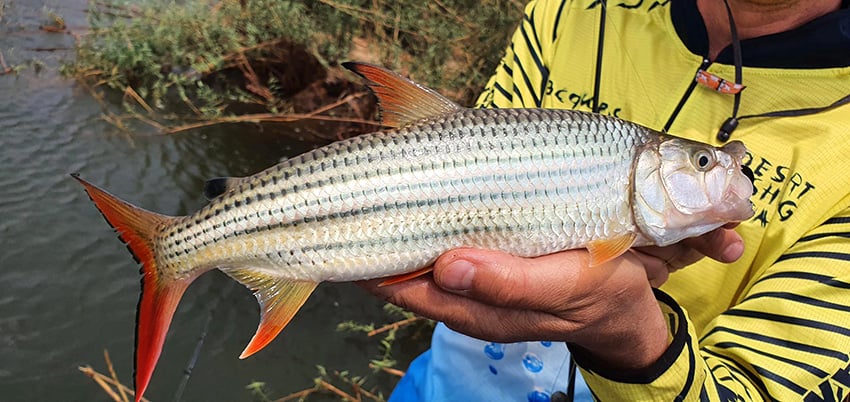 tigerfish web