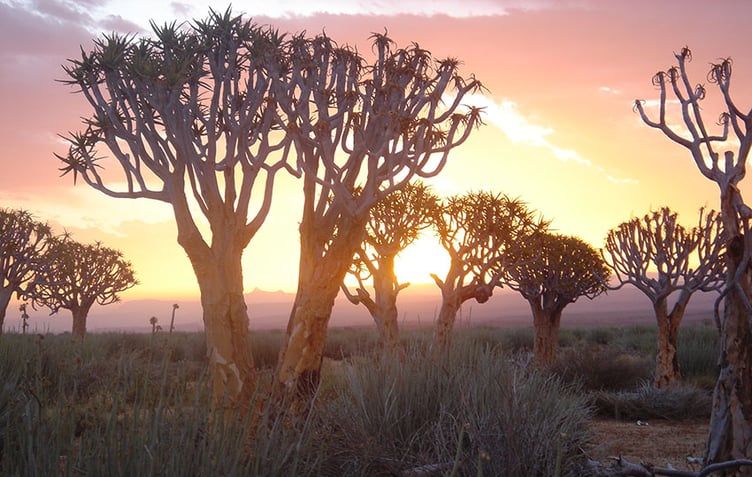 Quiver trees in Fish River Canyon area gallery