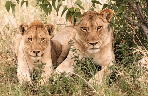 Lion in Etosha