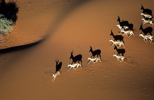 Springbok in the Kalahari