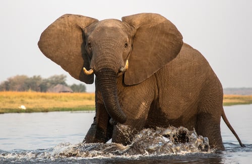 Elephant in the Zambezi Region