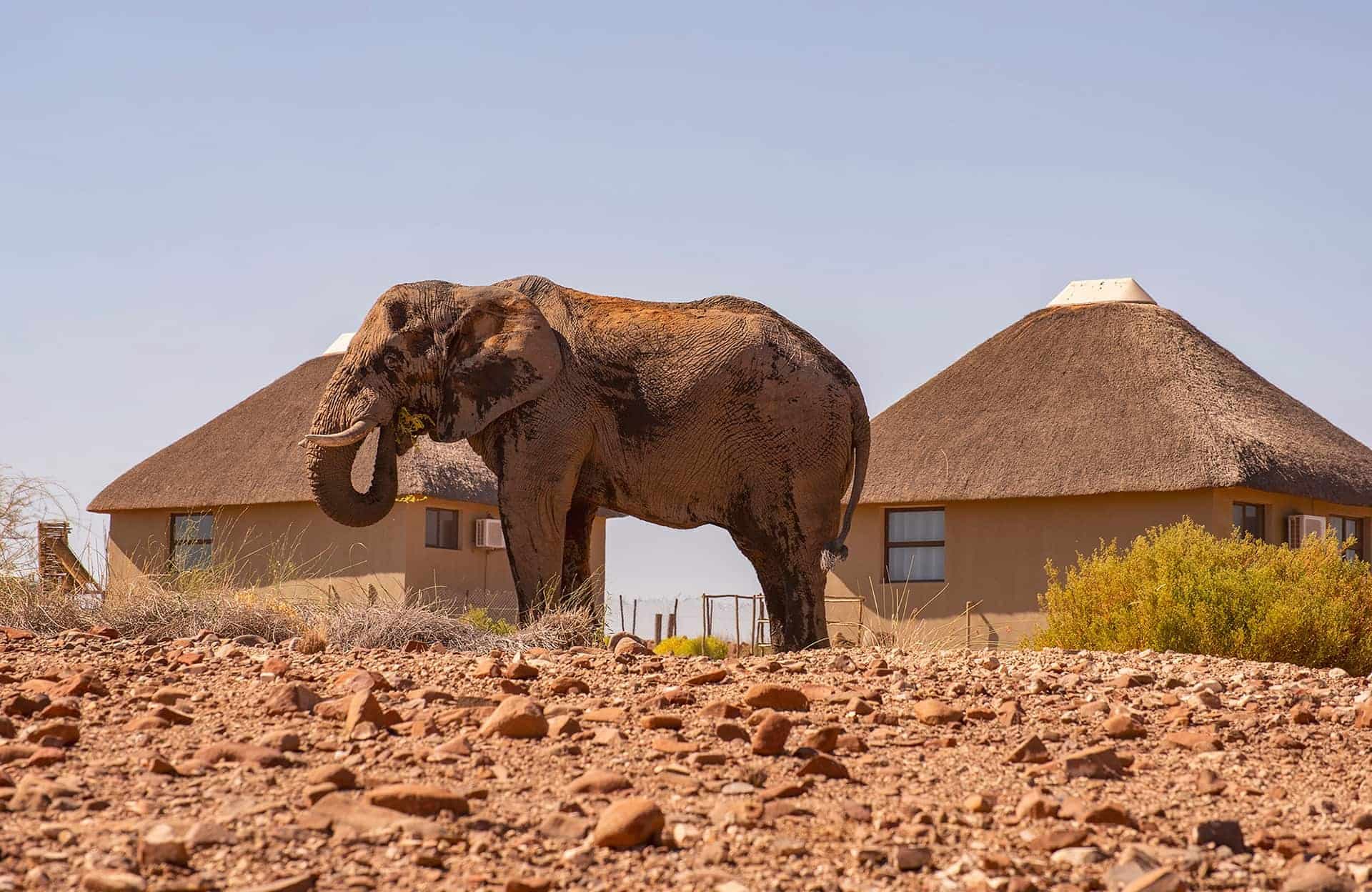 Elefant bei Palmwag Lodge & Camp, Namibia