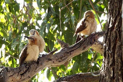 Vögel im Mopanebaum, Namibia