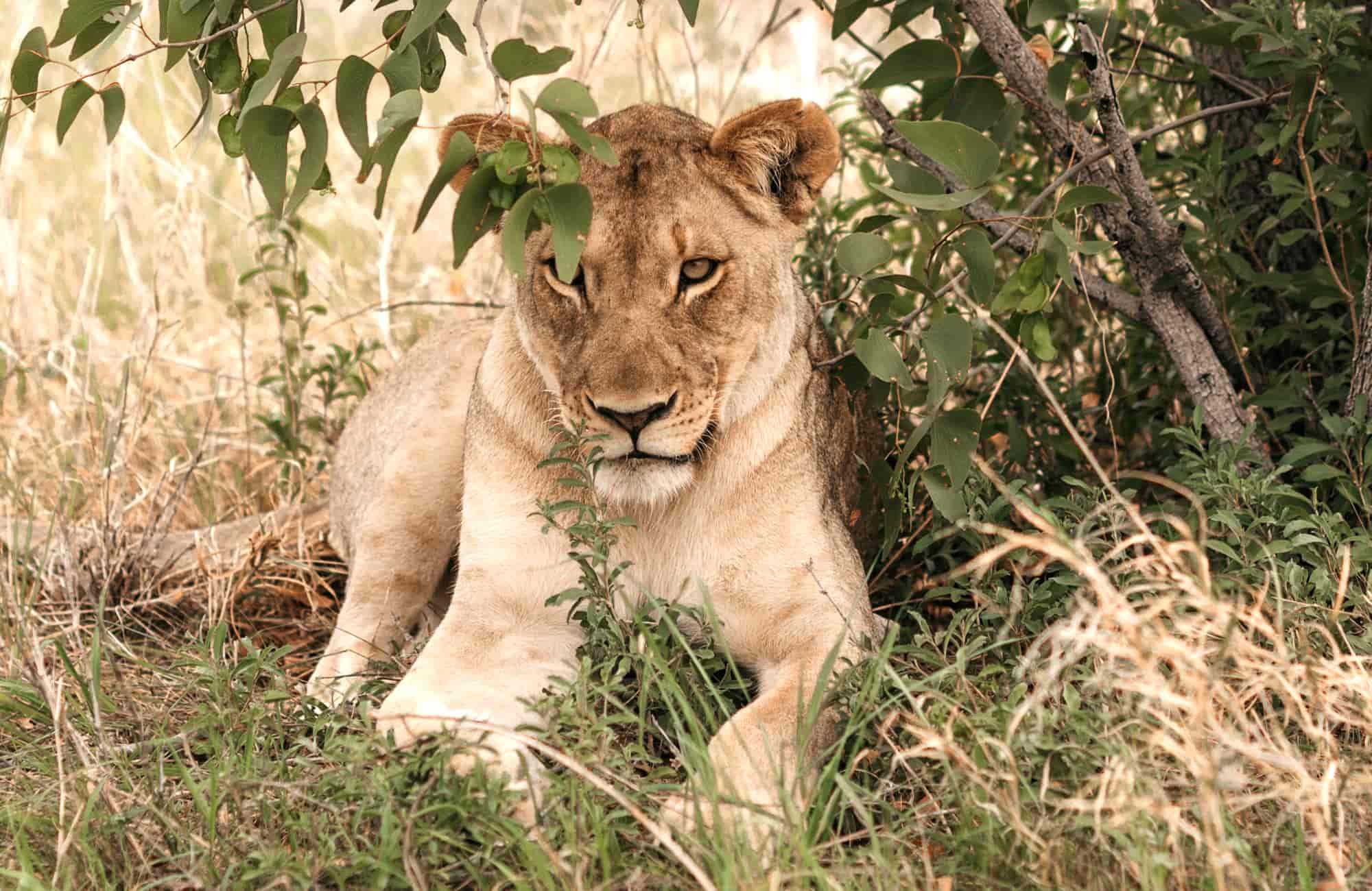 Etosha Safari Lodge (7)