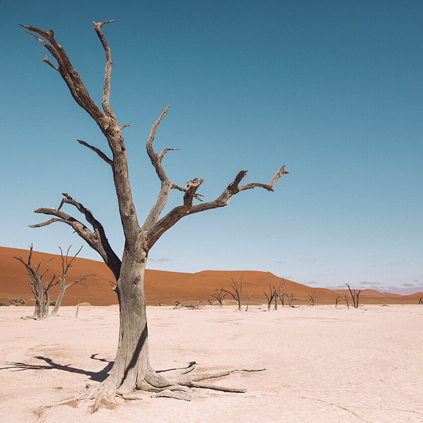 Toter Baum, Sanddünen, Deadvlei, Namibia