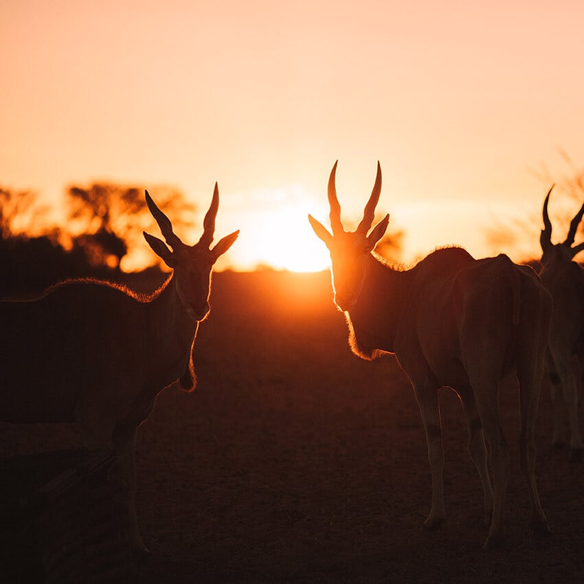 Eland antelope, sunset, Kalahari, Namibia