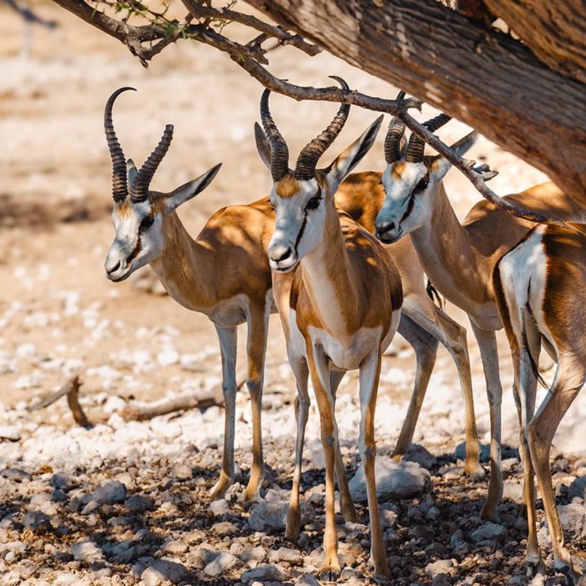 Springboks under tree, Etosha, Namibia