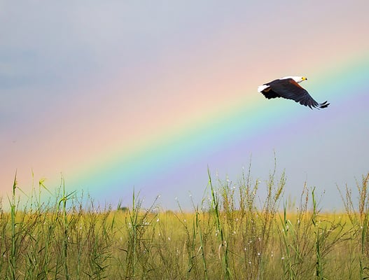 Fish eagle flying, grass, rainbow, Namibia