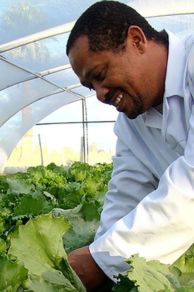 Growing lettuce in greenhouses at the Gondwana Collection Self-Sufficiency Centre, Namibia