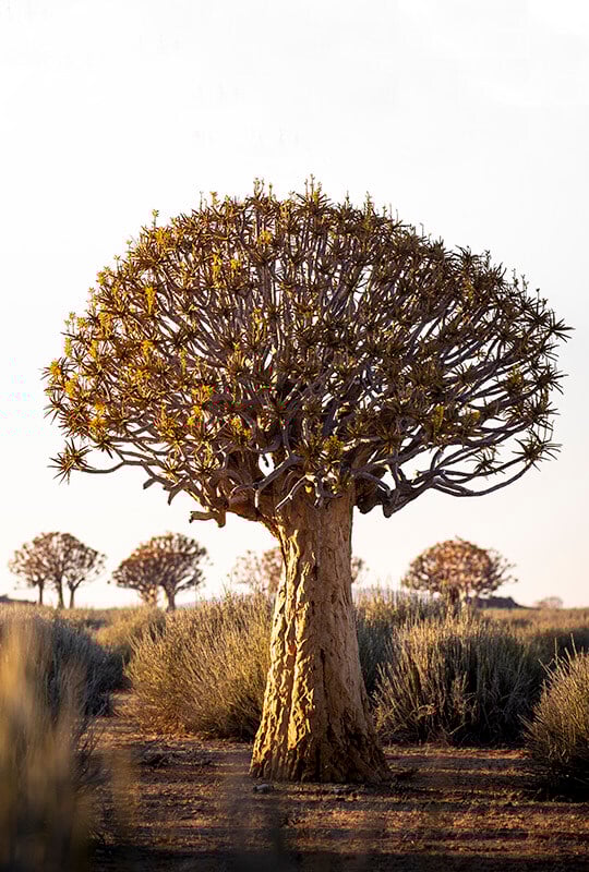 Quiver Tree, Fish River Canyon area, southern Namibia