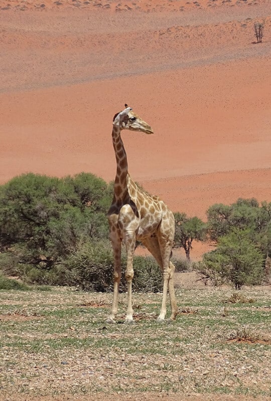 Giraffe, Gondwana’s Nature Parks, Namibia