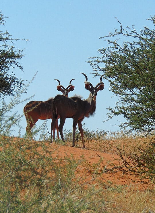 Kudu dans le Kalahari, Namibia