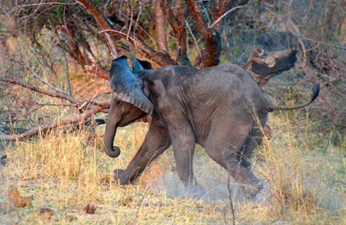 Elephant Baby, Namibia