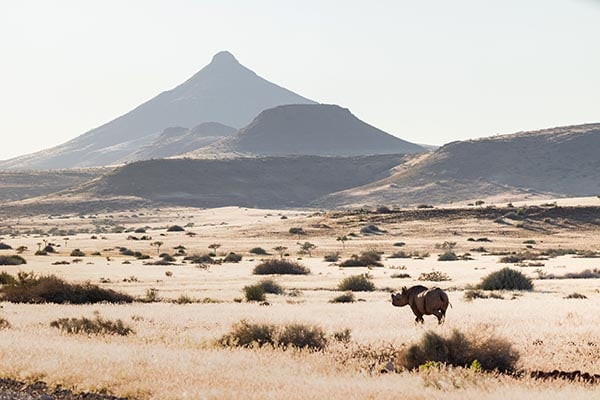 Palmwag Concession, rhino, landscape, Namibia