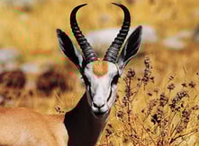 Springbok, yellow grass, Namibia