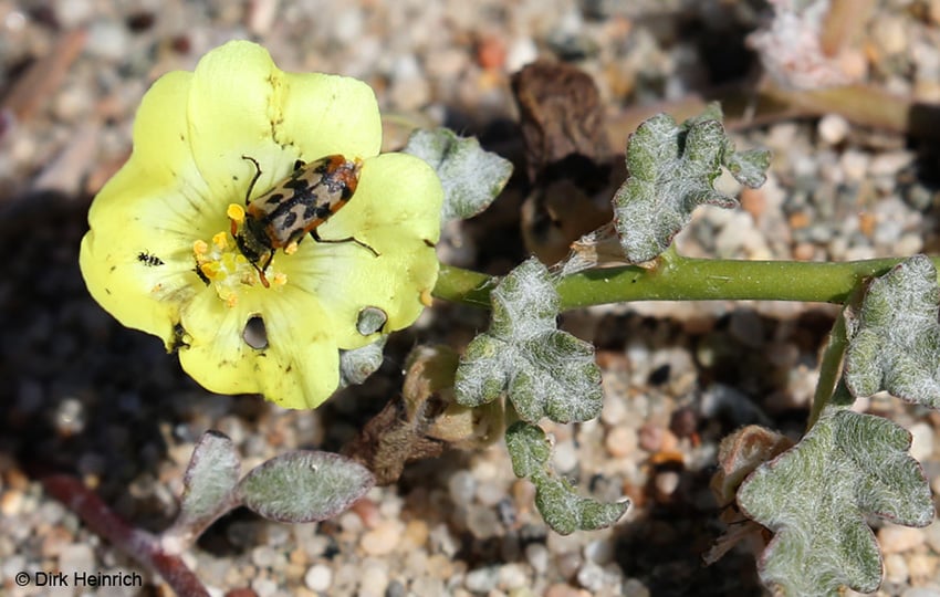 Grielum sinuatum Satinflower und Aeolothripidae Banded thrips und Mimesthes maculicollis (2) web