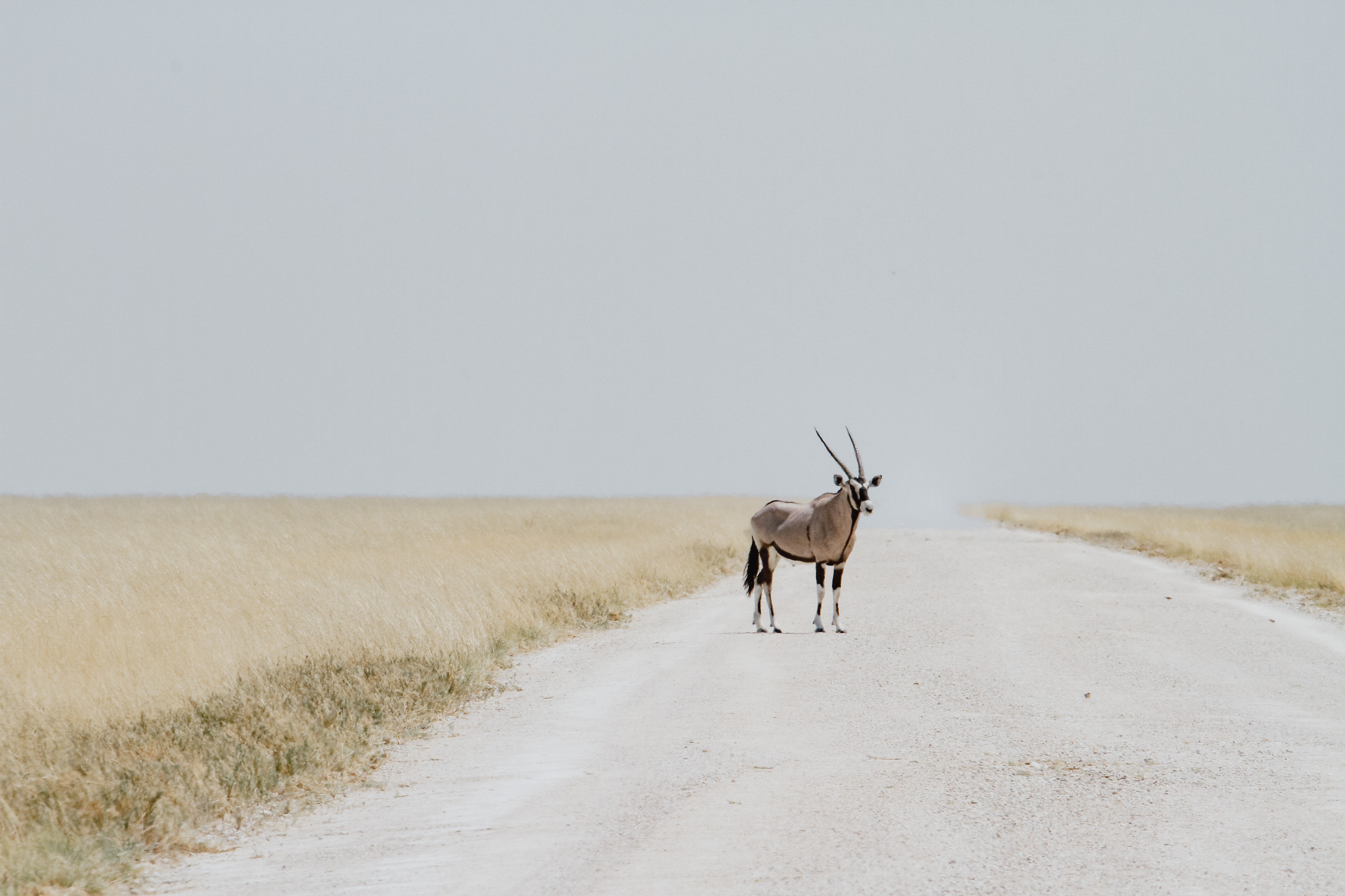 ILN_etosha-39