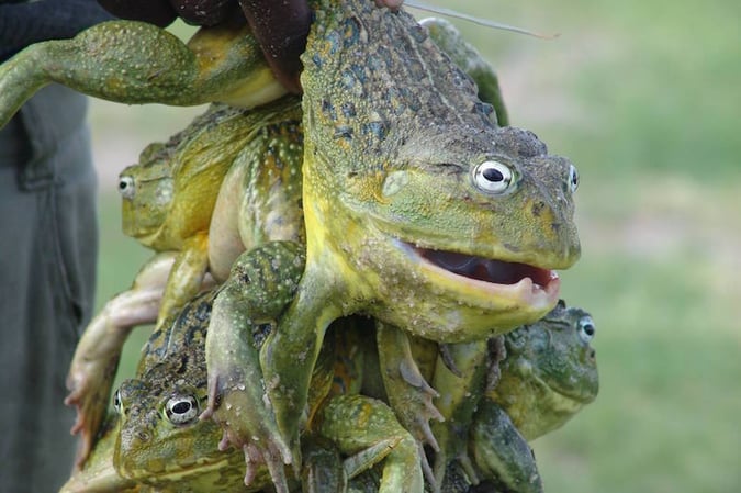 Bull Frog Namibia