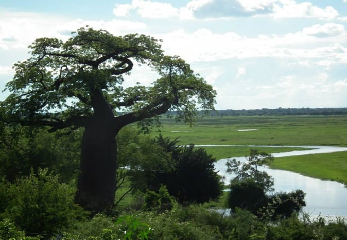 Baboba tree