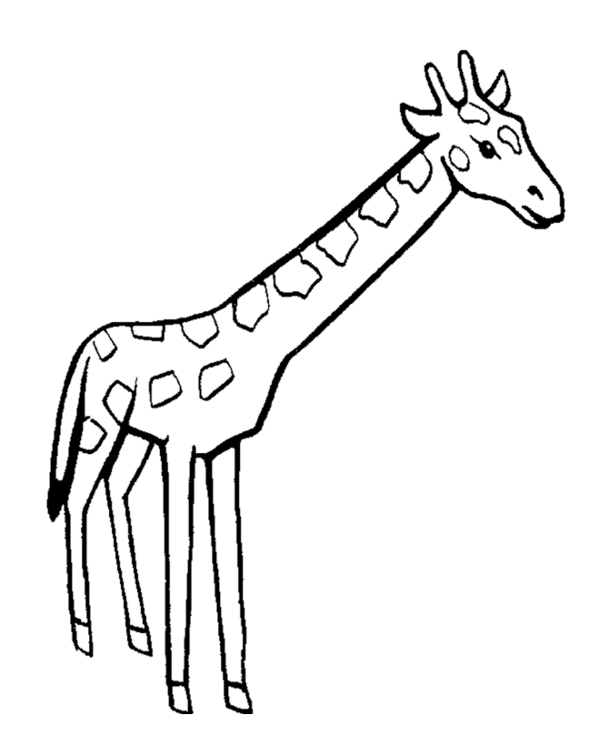 17-giraffe-04