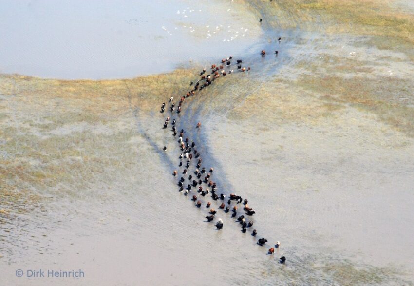 Flooded and dry Oshana ©Gondwana Collection Namibia