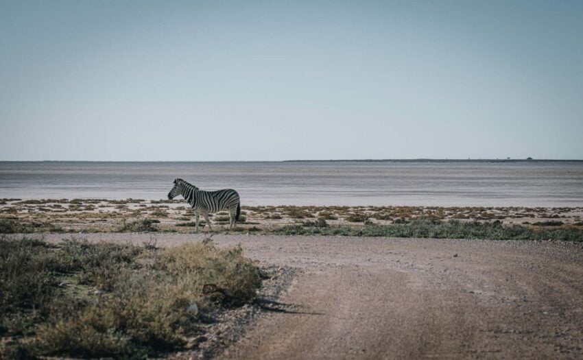 Africa-Namibia-Etosha-National-Park-zebra-06848-1400x864-e1603868257248-2.jpg 61.7kb Africa-Namibia-Etosha-National-Park-zebra