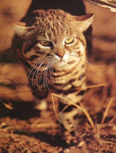 Black-footed cat in Sunlight