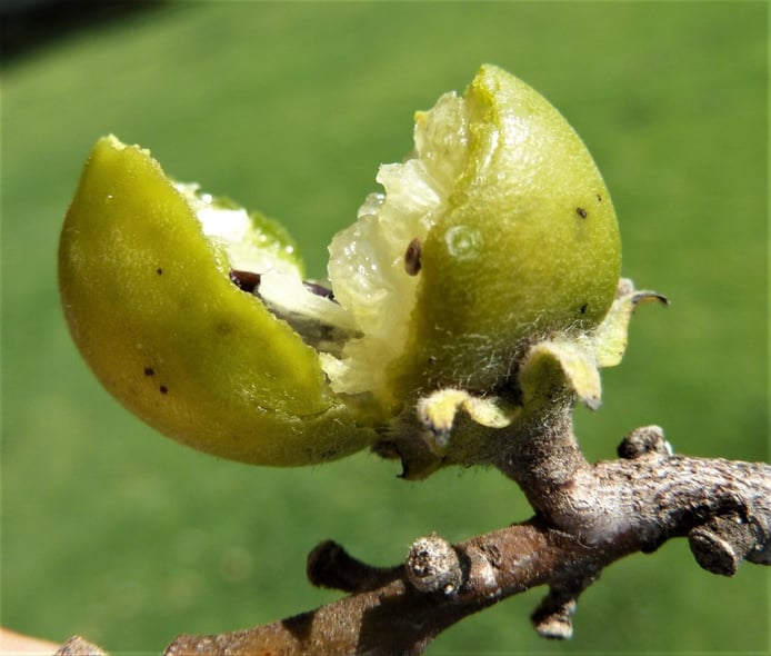 Berry fruit (Eenyandi)