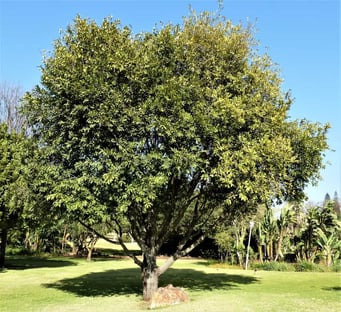 What makes a Jackalberry tree in Namibia so special?