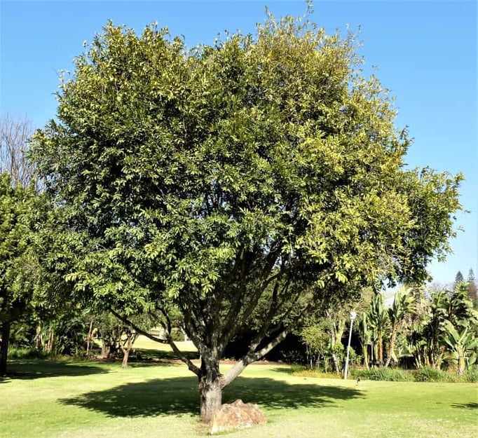 Jackalberry tree