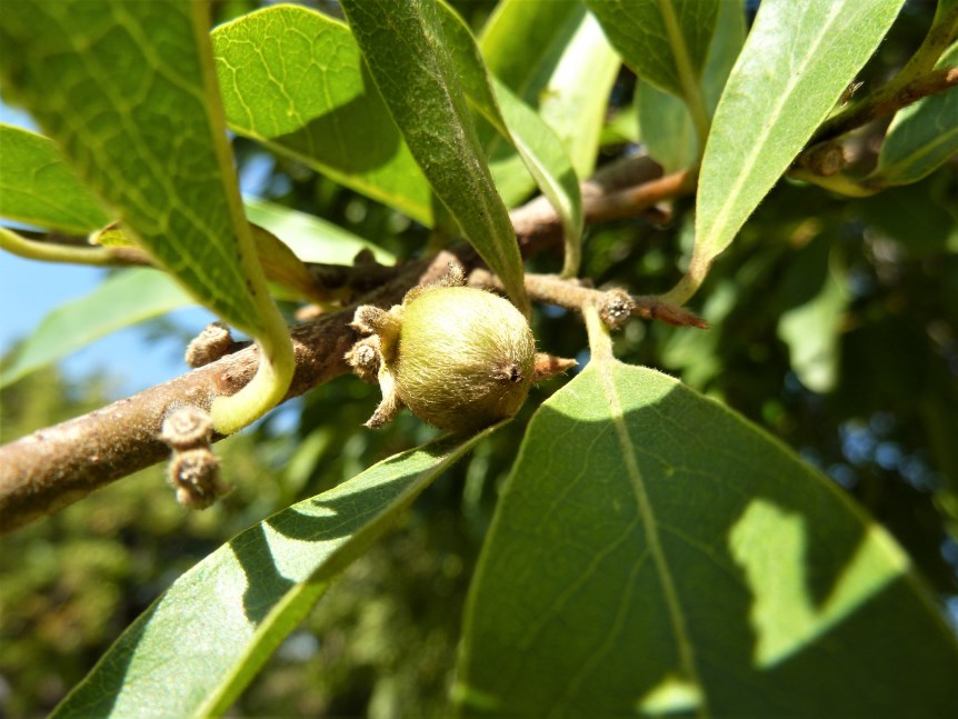 What makes a Jackalberry tree in Namibia so special?