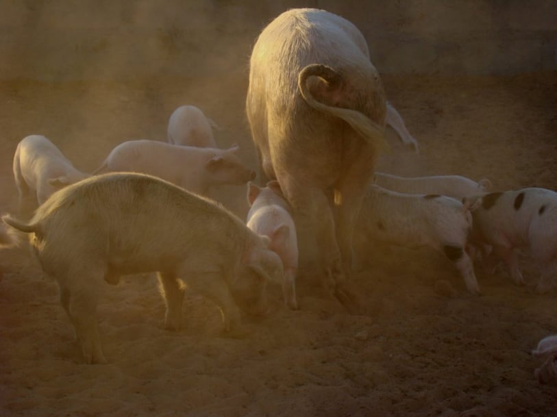 Pigs at Kalahari Farmhouse - Photo: Tanja Meyer