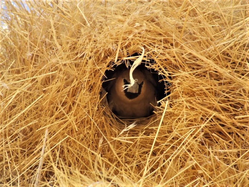 Sociable Weaver in Nest