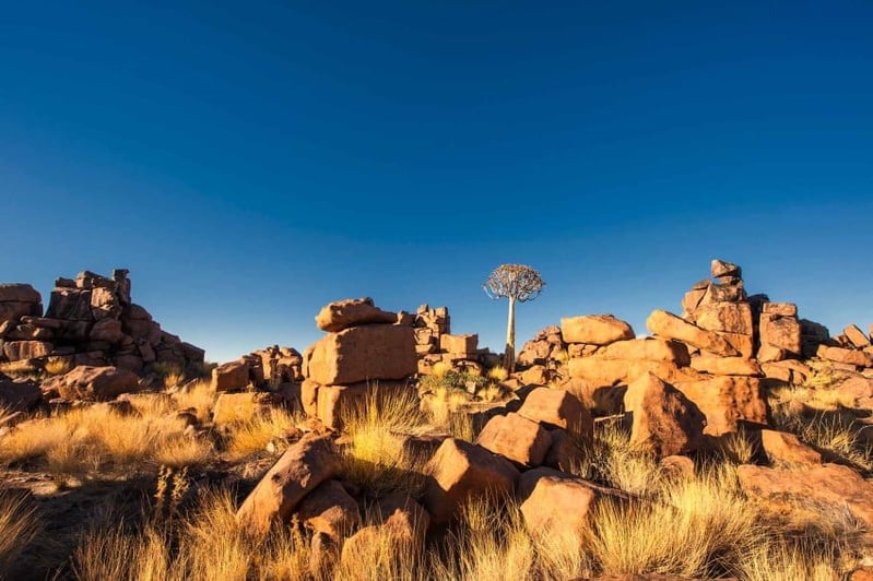 Quivertree and rocks on giant's Playground, Namibia