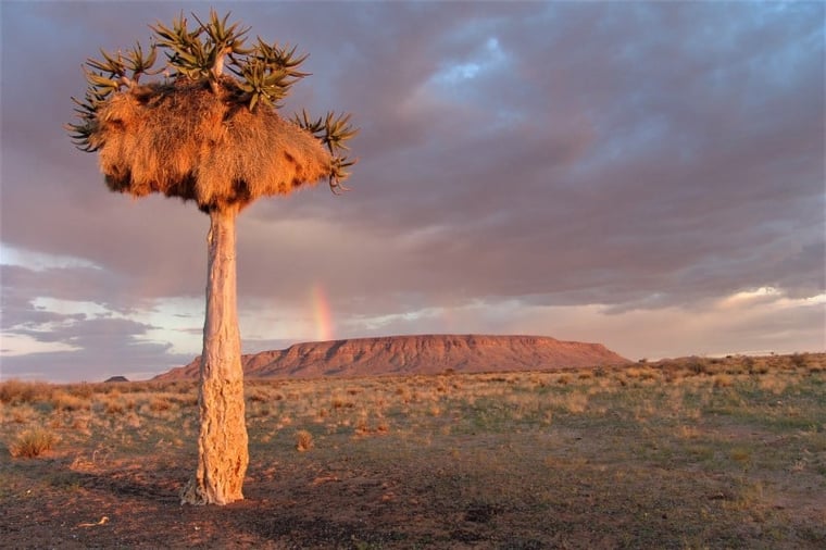 Quiver Tree with Rainbow and mountain in the Background