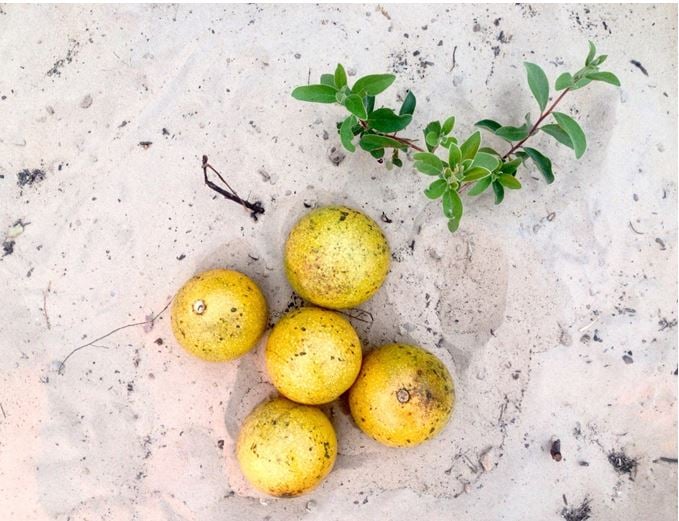 Monkey fruit aerial view