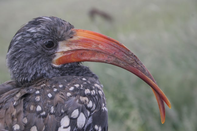The bill of this female Monteiro’s hornbill is unusually shaped and long. Since the tips are crossed over the bird can only build a triangle instead of a proper long slit opening.