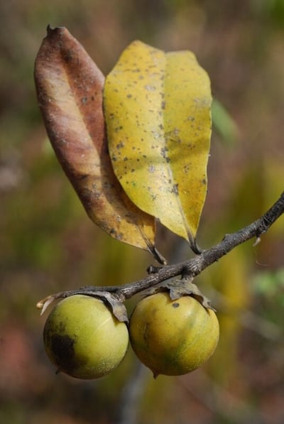 Jackalberry branch with berry fruit (Eenyandi)