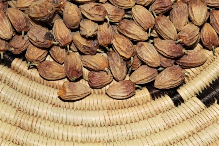 Nela-Shikemeni