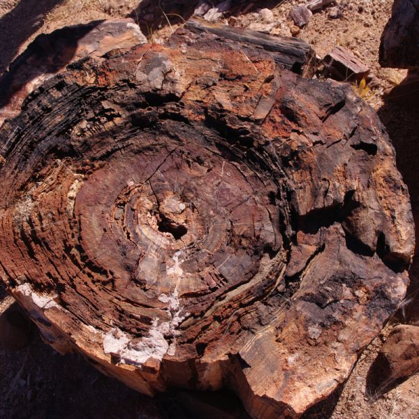 Piece of petrified wood - Rights to www.info-namibia.com